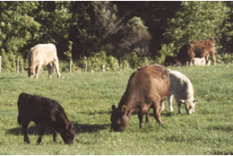 Cattle